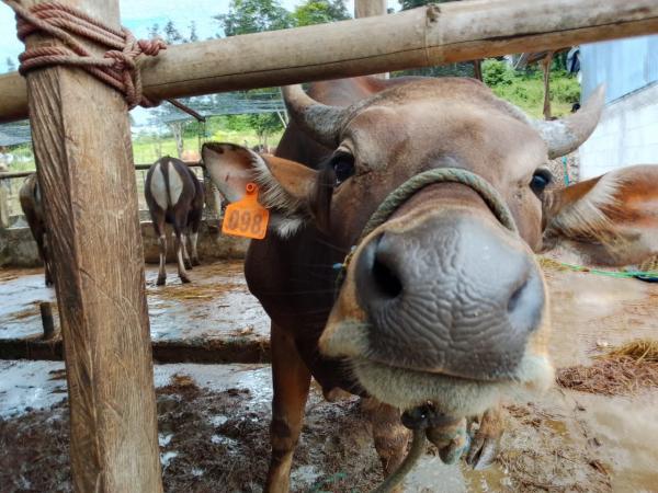 f8d9a_sapi-qurban
